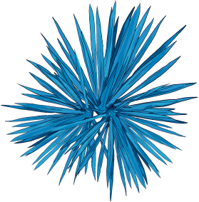 agave